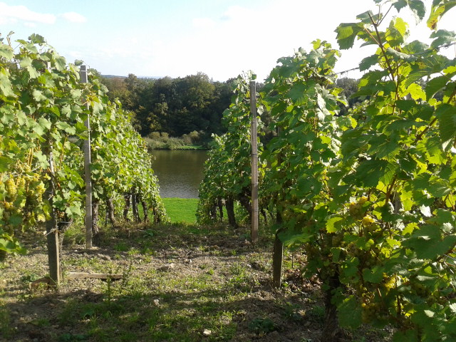Franken_kulinarisch_Andrea_Gerum_Schweinfurt_005_2013 Weinberg Weingut Dahms