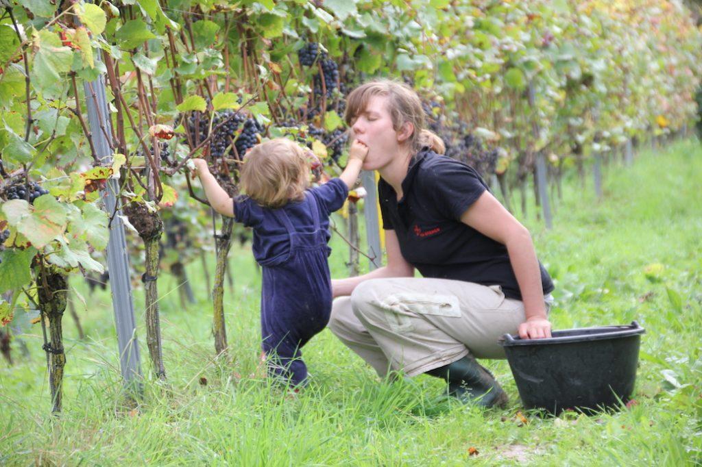 Ökoweingut Schütte