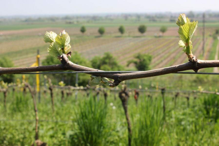 Ökoweingut Schütte