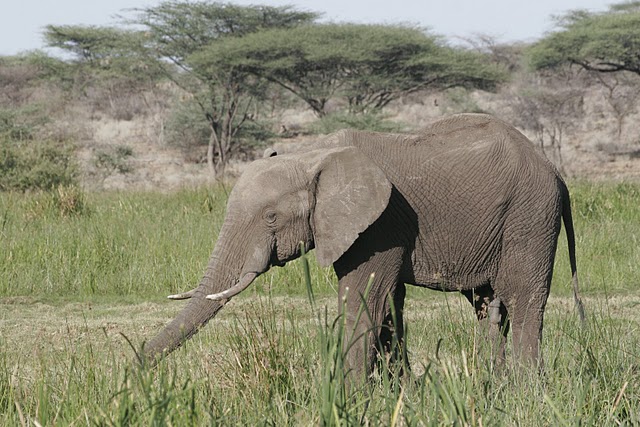 Kenia elefant