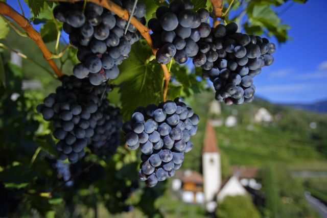 Merano Wine Festival Weintraube