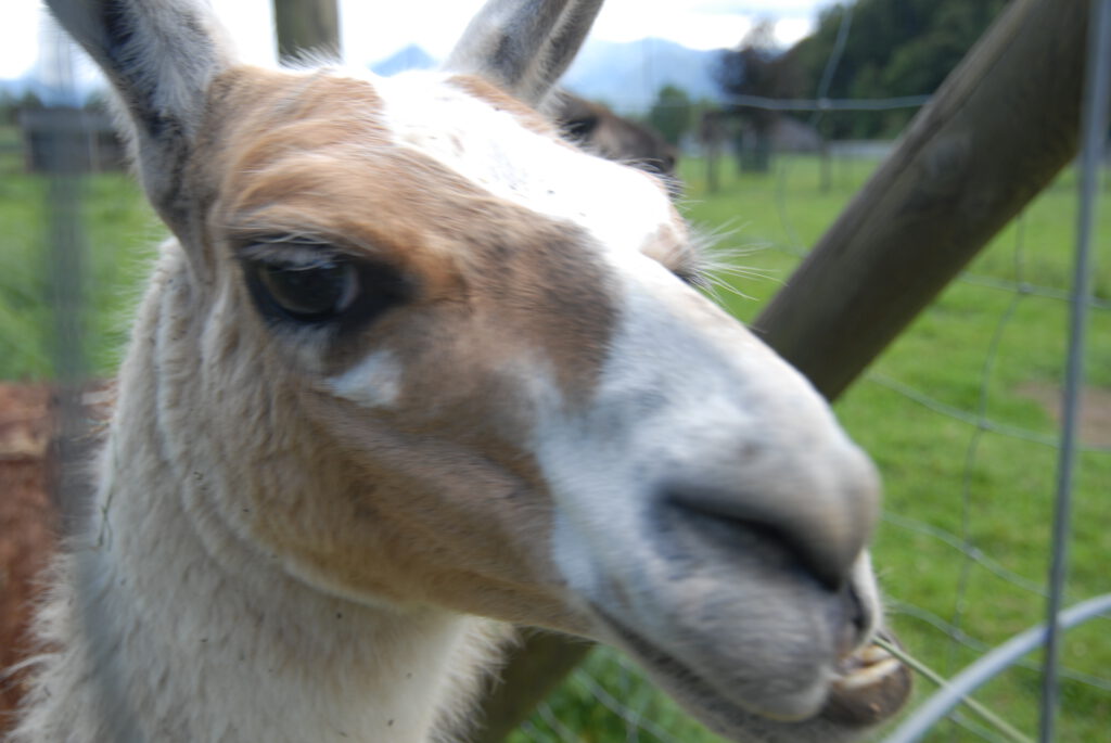 Ausflugsziele Wörthersee: Die schönsten Erlebnisse rund um den See 20 Ausflugsziele Wörthersee