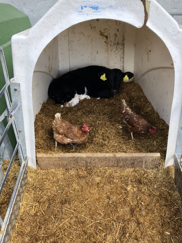 Urlaub auf dem Bauernhof im Gsieser Tal: Unser Erlebnis auf dem Außermahrhof mit dem "Roten Hahn" 27 Urlaub auf dem Bauernhof im Gsieser Tal