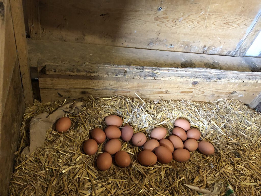 Urlaub auf dem Bauernhof im Gsieser Tal: Unser Erlebnis auf dem Außermahrhof mit dem "Roten Hahn" 29 Urlaub auf dem Bauernhof im Gsieser Tal