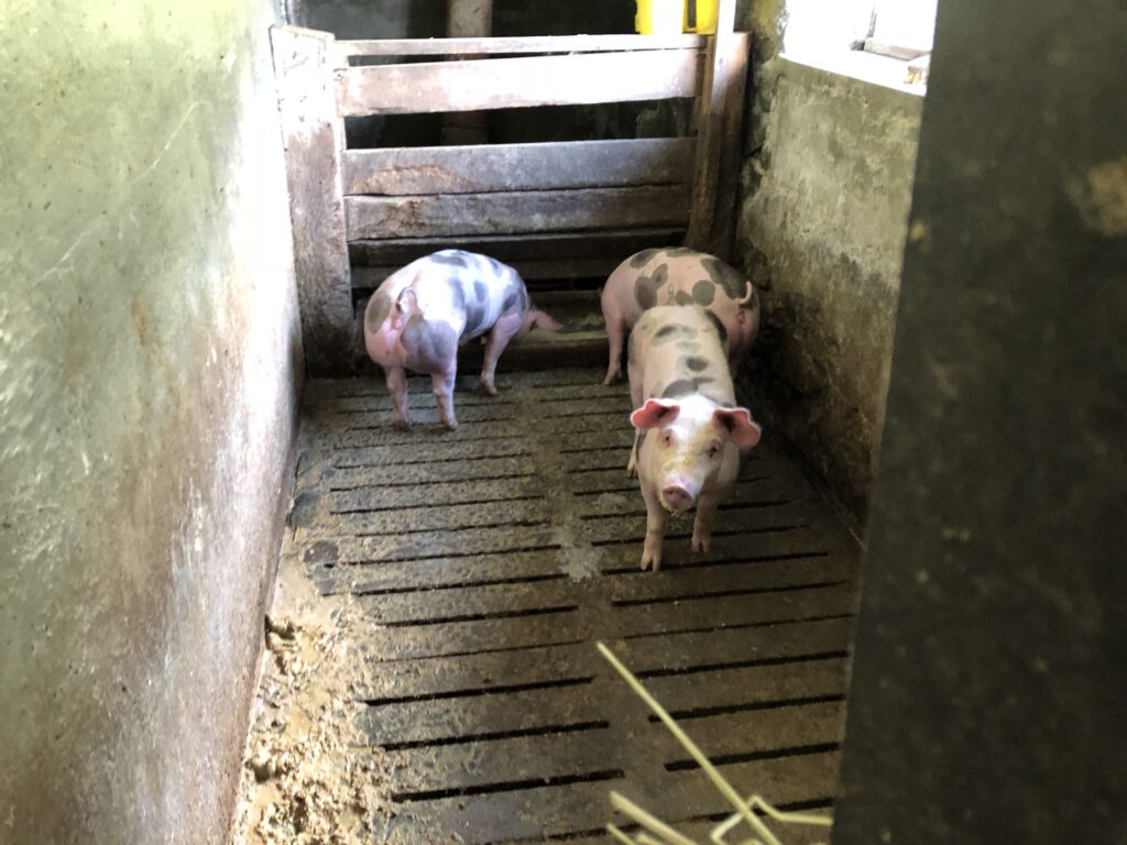 Urlaub auf dem Bauernhof im Gsieser Tal: Unser Erlebnis auf dem Außermahrhof mit dem "Roten Hahn" 28 Urlaub auf dem Bauernhof im Gsieser Tal