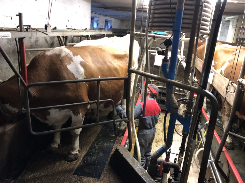 Urlaub auf dem Bauernhof im Gsieser Tal: Unser Erlebnis auf dem Außermahrhof mit dem "Roten Hahn" 20 Urlaub auf dem Bauernhof im Gsieser Tal