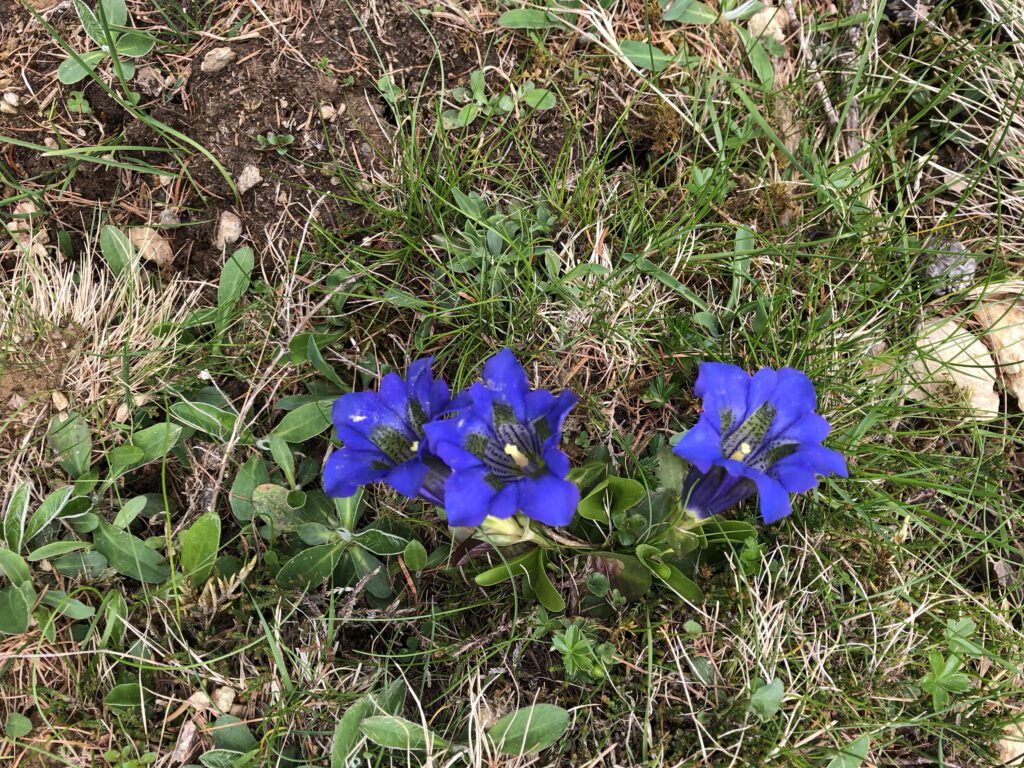 Urlaub auf dem Bauernhof im Gsieser Tal: Unser Erlebnis auf dem Außermahrhof mit dem "Roten Hahn" 95 Urlaub auf dem Bauernhof im Gsieser Tal