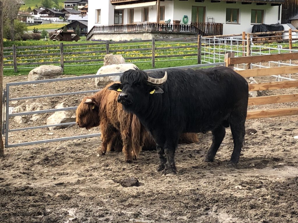 Urlaub auf dem Bauernhof im Gsieser Tal: Unser Erlebnis auf dem Außermahrhof mit dem "Roten Hahn" 98 Urlaub auf dem Bauernhof im Gsieser Tal