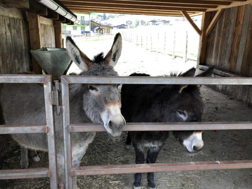 Urlaub auf dem Bauernhof im Gsieser Tal: Unser Erlebnis auf dem Außermahrhof mit dem "Roten Hahn" 100 Urlaub auf dem Bauernhof im Gsieser Tal