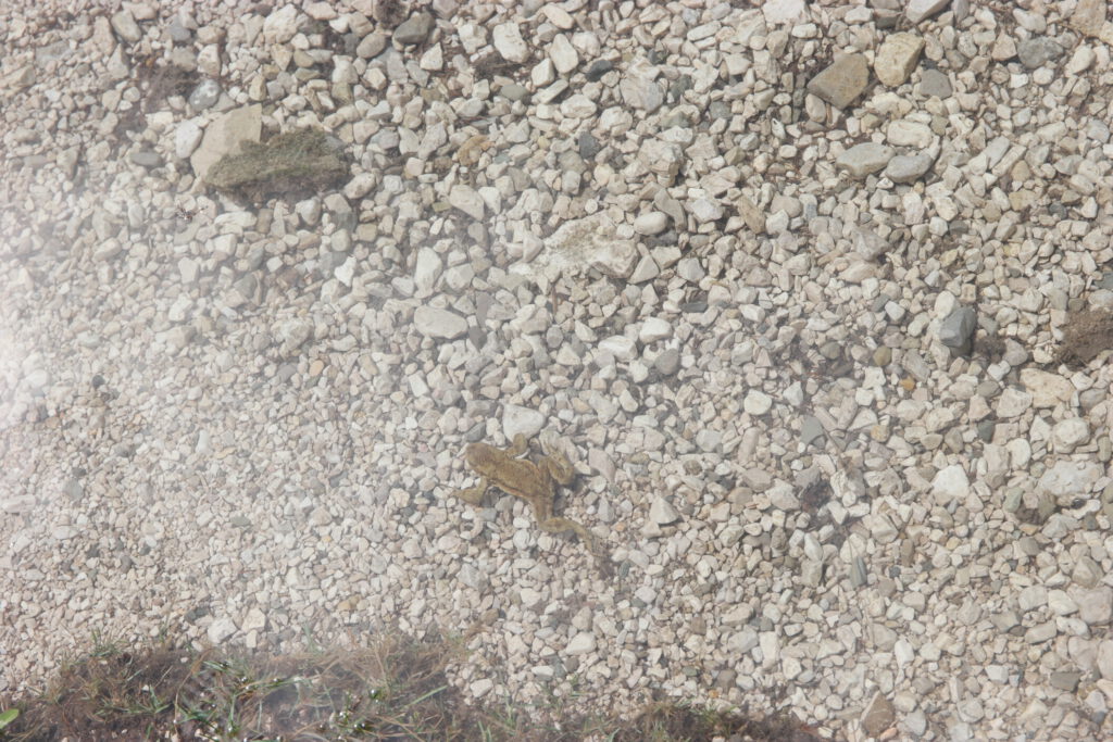 Urlaub auf dem Bauernhof im Gsieser Tal: Unser Erlebnis auf dem Außermahrhof mit dem "Roten Hahn" 67 Urlaub auf dem Bauernhof im Gsieser Tal: Unser Erlebnis auf dem Außermahrhof mit dem "Roten Hahn" 7