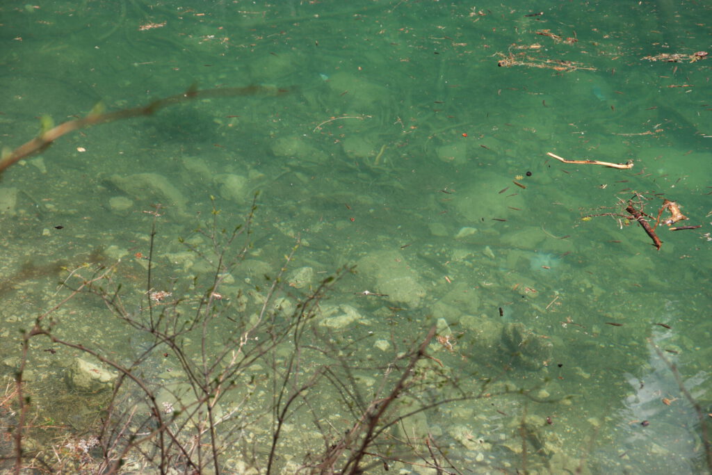 Urlaub auf dem Bauernhof im Gsieser Tal: Unser Erlebnis auf dem Außermahrhof mit dem "Roten Hahn" 66 Urlaub auf dem Bauernhof im Gsieser Tal - Pragser Wildsee