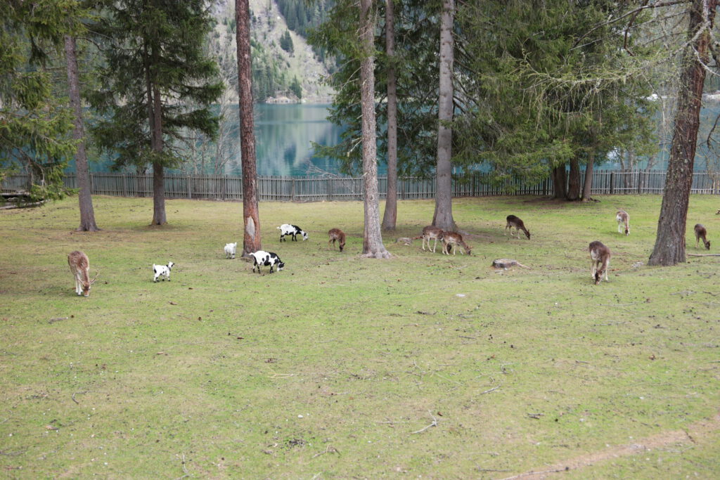 Urlaub auf dem Bauernhof im Gsieser Tal: Unser Erlebnis auf dem Außermahrhof mit dem "Roten Hahn" 81 Urlaub auf dem Bauernhof im Gsieser Tal - Antholzer See