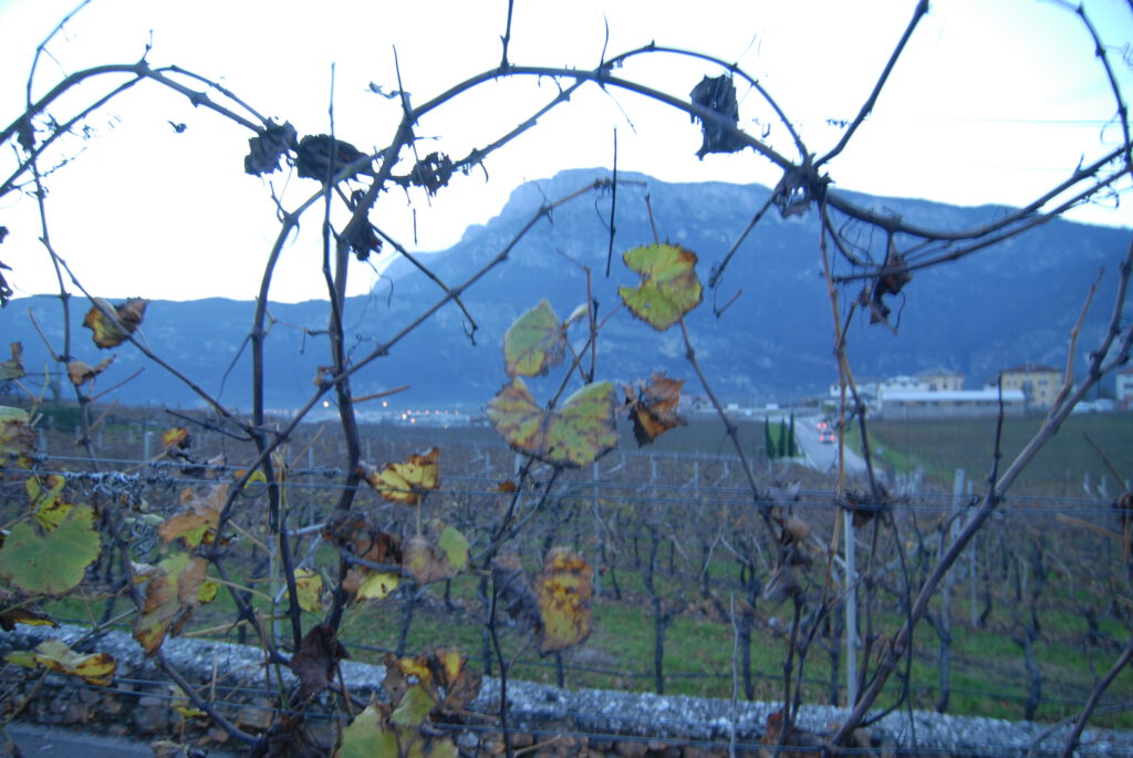 Trentino und TrentoDOC: Zwischen Alpenkühle und mediterraner Wärme 13 Trentino TrentoDOC