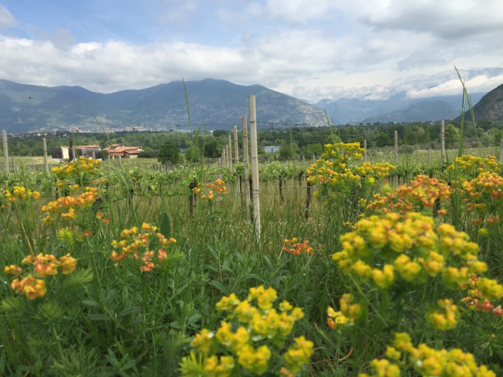 Franciacorta