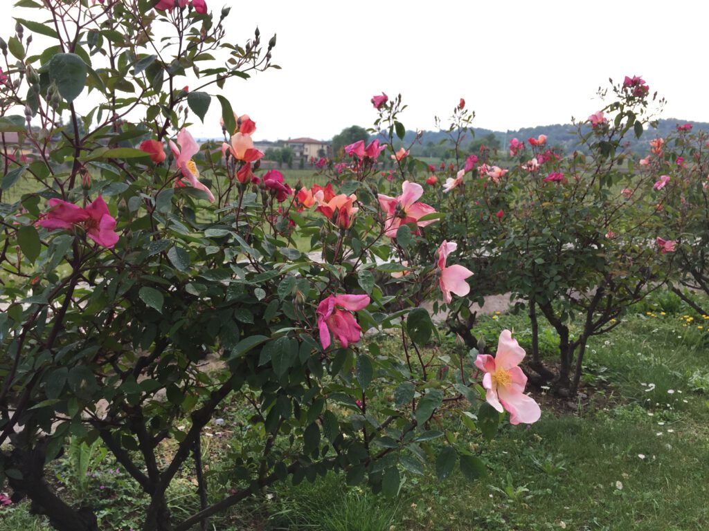 Franciacorta
