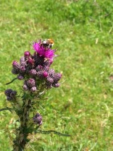 Wildschönau