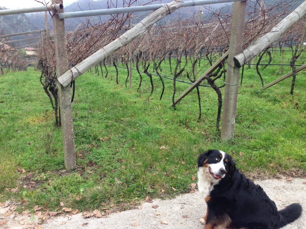 Trentino und TrentoDOC: Zwischen Alpenkühle und mediterraner Wärme 11 Trentino TrentoDOC