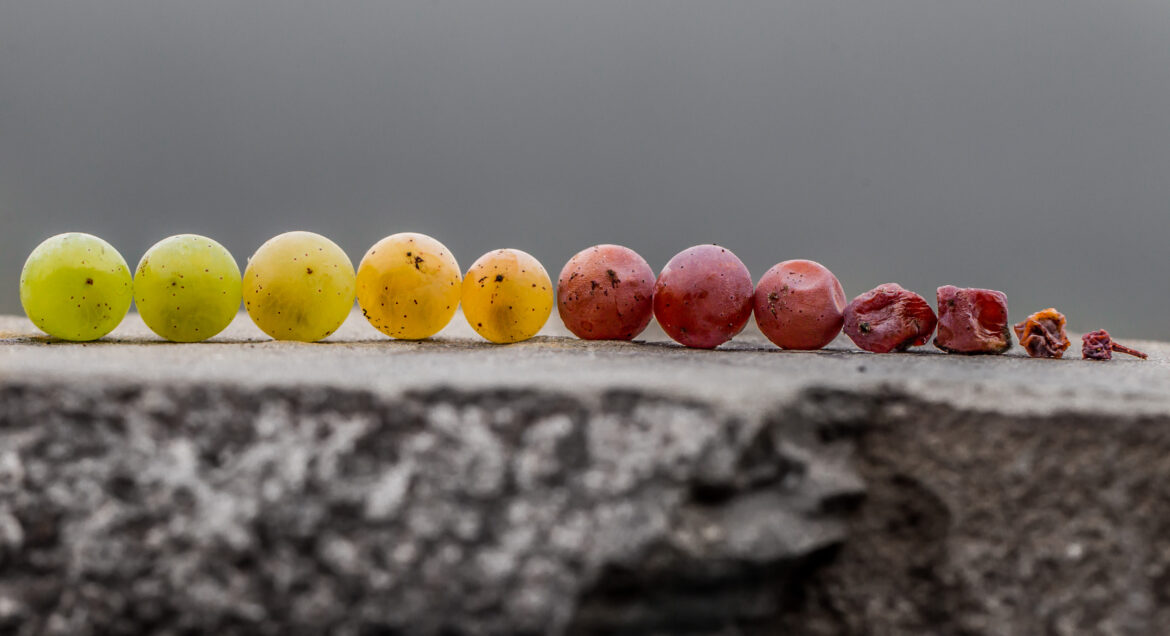 Beeren in unterschiedlichen Reifezuständen - (c) Deutsches Weininstitut