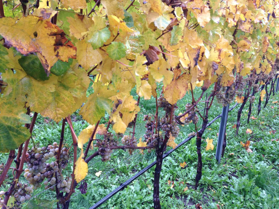 Weinanbaugebiete in Deutschland - Reben im Herbst