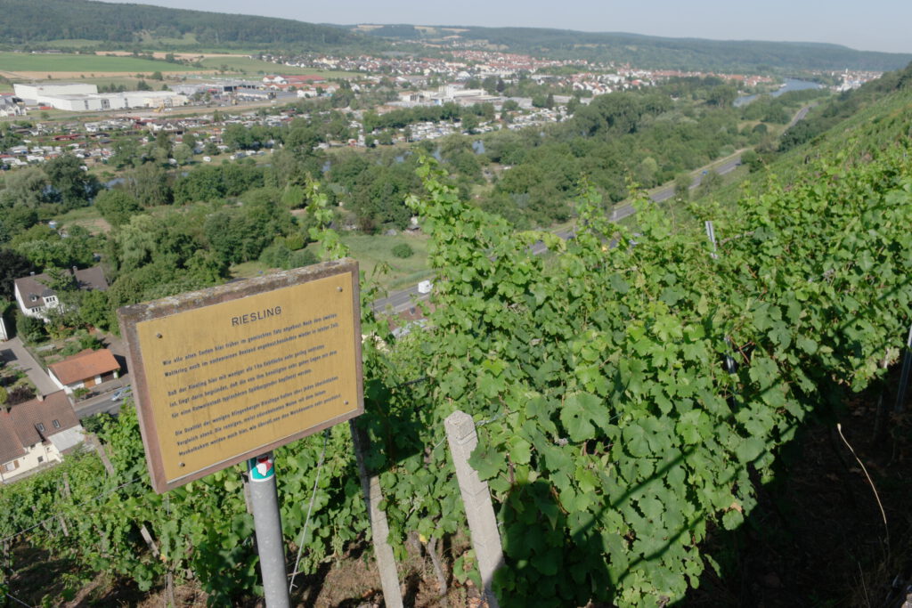 Im Boden steckt die Würze: Warum deutsche Weine so unverwechselbar sind 10 Klingenberg am Main, Steillage, Churfranken