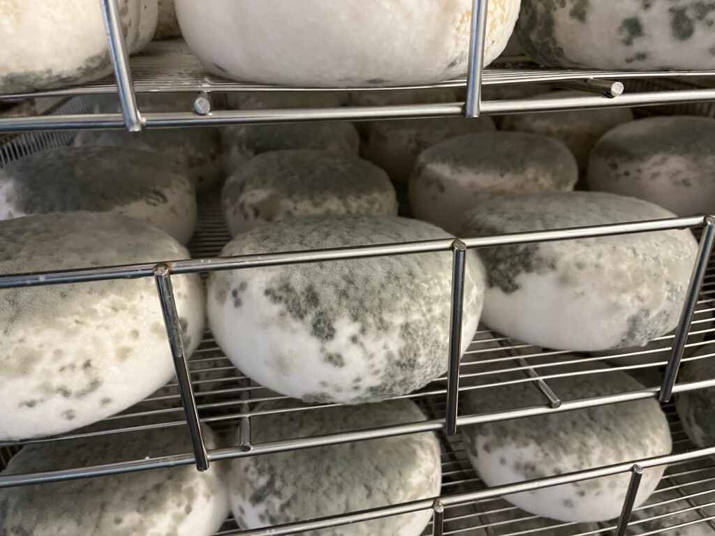 Echter Pecorino Toscano DOP: Zu Besuch in der Käserei in Pienza 22 Pecorino Toscano DOP