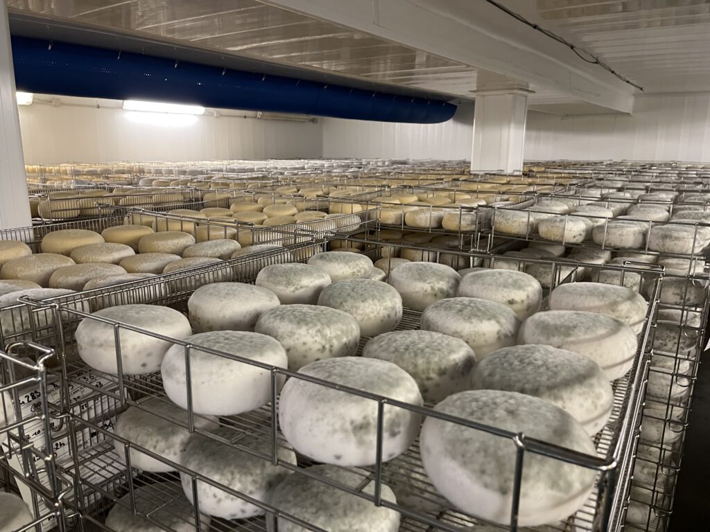 Echter Pecorino Toscano DOP: Zu Besuch in der Käserei in Pienza 21 Pecorino Toscano DOP