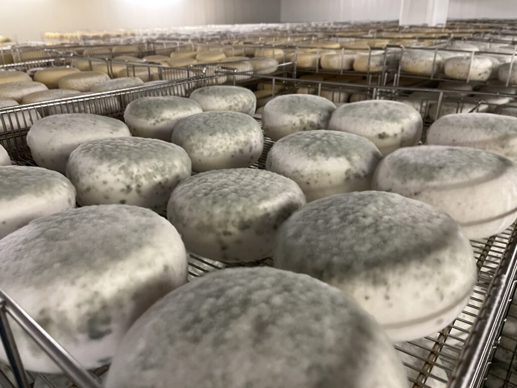 Echter Pecorino Toscano DOP: Zu Besuch in der Käserei in Pienza 20 Pecorino Toscano DOP