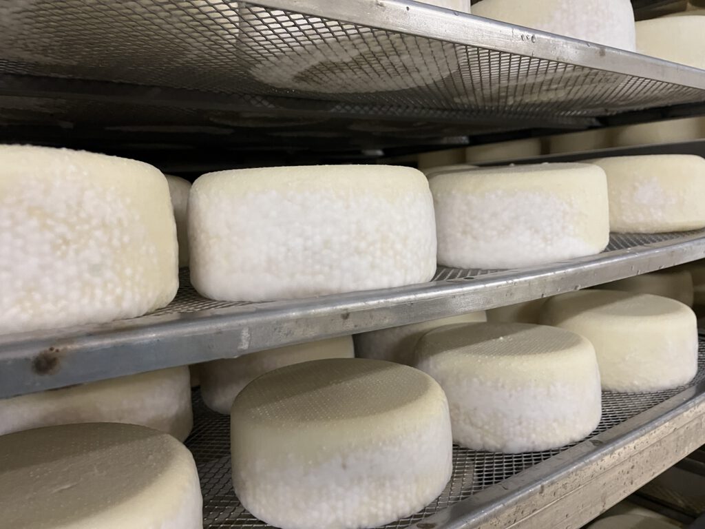 Echter Pecorino Toscano DOP: Zu Besuch in der Käserei in Pienza 18 Pecorino Toscano DOP