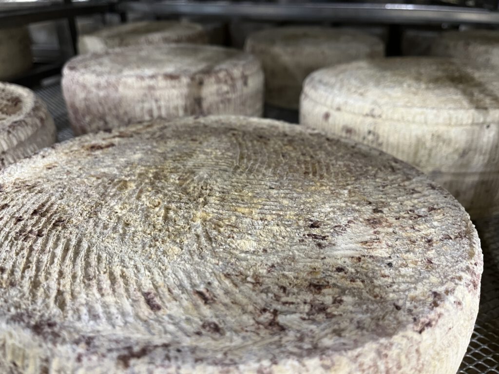 Echter Pecorino Toscano DOP: Zu Besuch in der Käserei in Pienza 12 Pecorino Toscano DOP