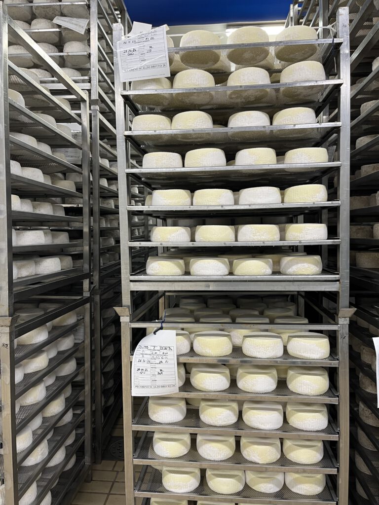 Echter Pecorino Toscano DOP: Zu Besuch in der Käserei in Pienza 11 Pecorino Toscano DOP