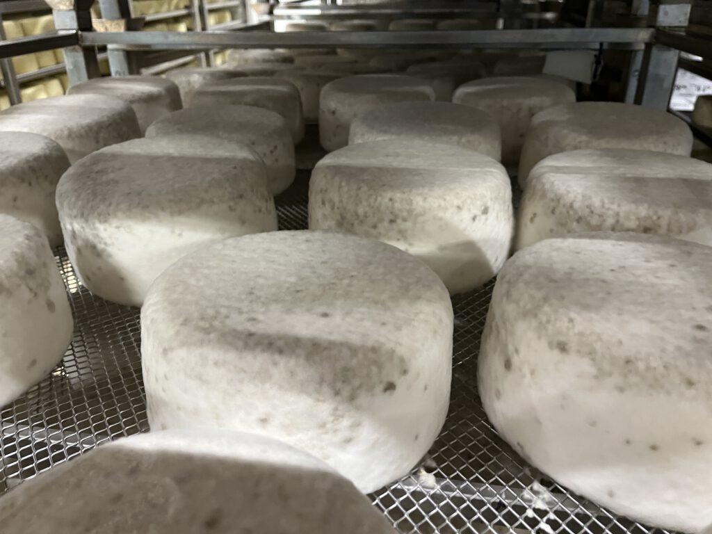 Echter Pecorino Toscano DOP: Zu Besuch in der Käserei in Pienza 10 Pecorino Toscano DOP