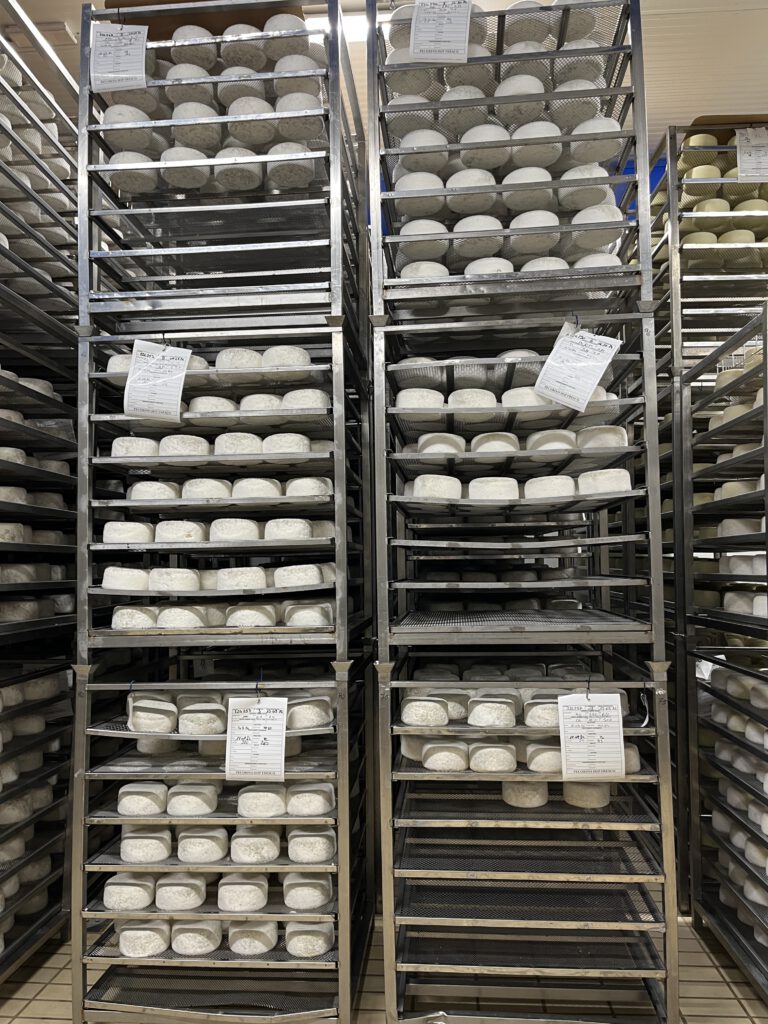 Echter Pecorino Toscano DOP: Zu Besuch in der Käserei in Pienza 9 Pecorino Toscano DOP