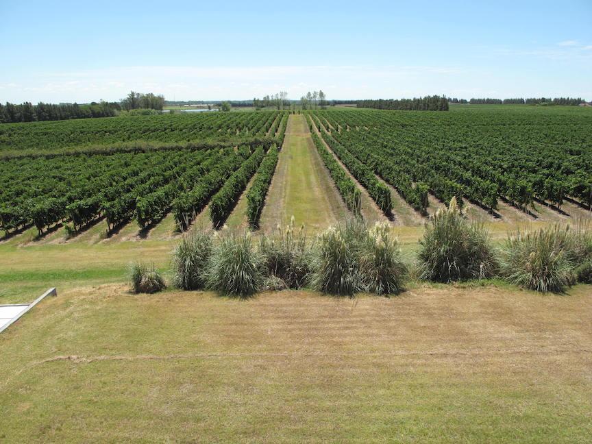 Wein aus Uruguay Bodegas Juergen Kagelmann 08