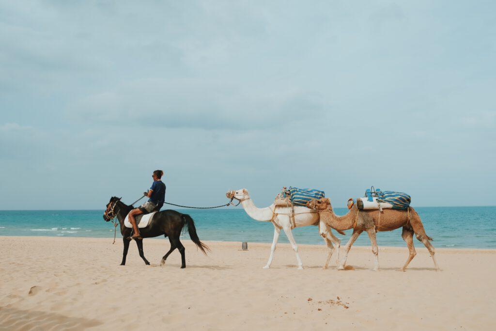 Gammarth, der Strand von Tunis Kamele Strandbars Nightlife Cocktailbars und Restaurants