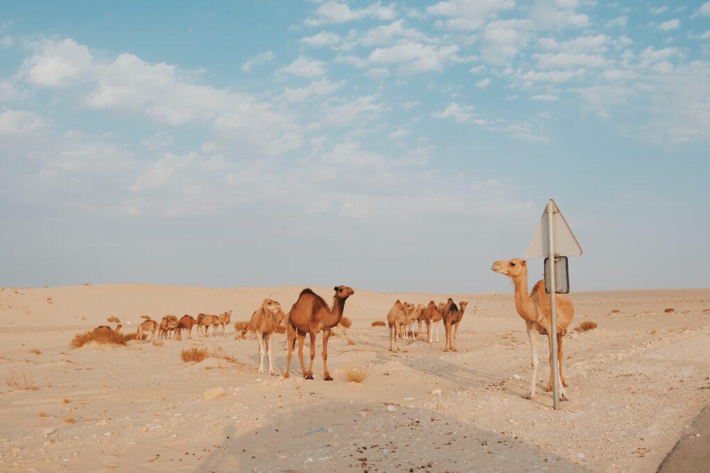 Camel Crossing Sahara Kamele Dromedare Wüste