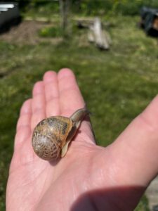 Feinschneckerei Salanda