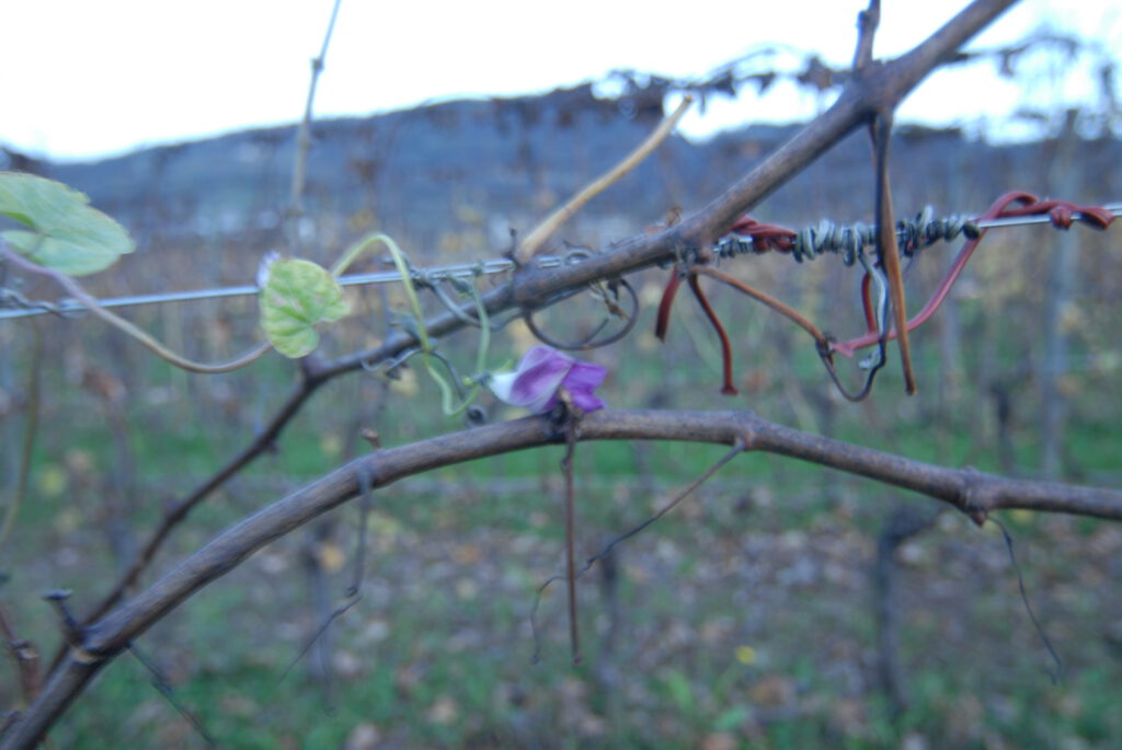 Trentino TrentoDOC