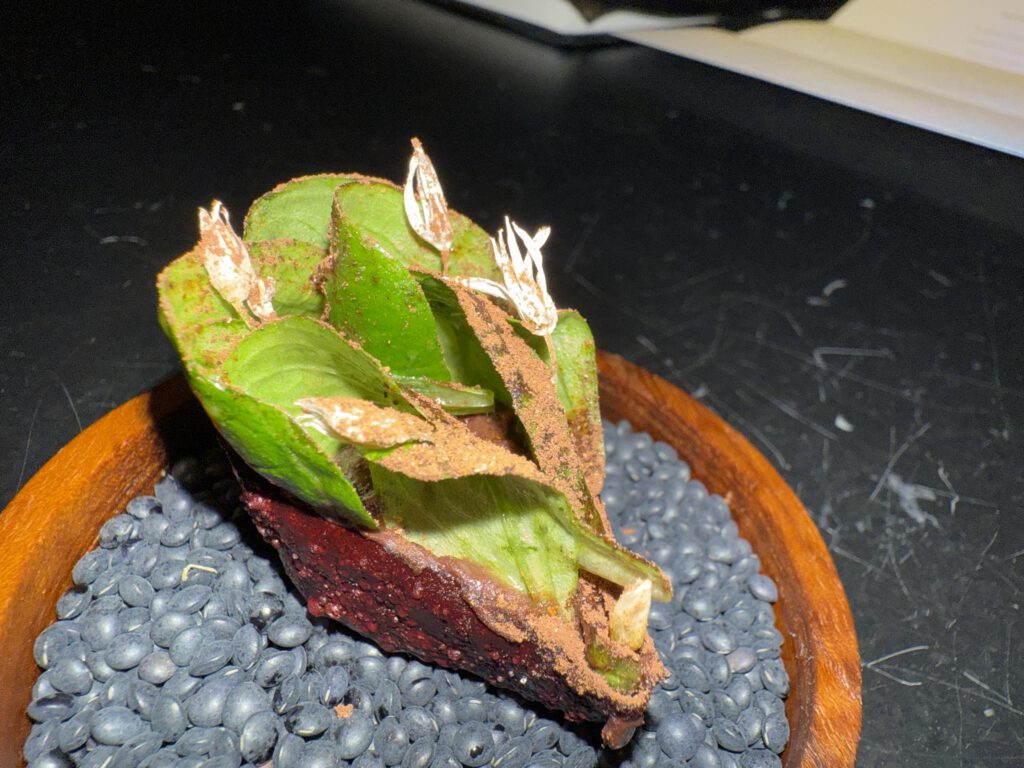 Alois Dallmayr Fine Dining