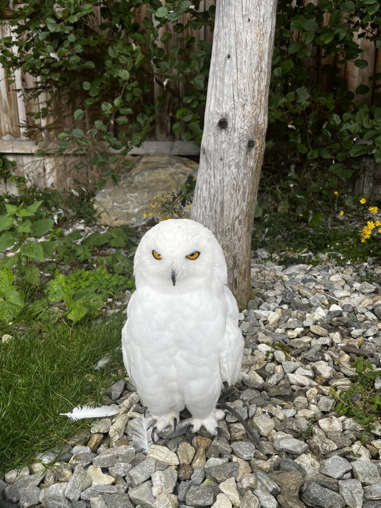 Kinderhotel Felben Mittersill