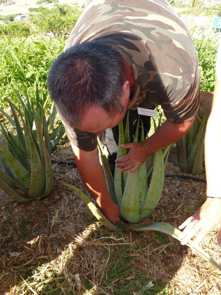 Aloe Vera: Grüne Magie aus Spanien 19 Aloe Vera Anke Sieker